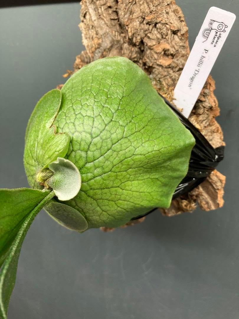 【匿名配送】ビカクシダ ヒリードラゴン 胞子培養 板付 ヒリードラゴン⑦ 板付け | Pachytycedium